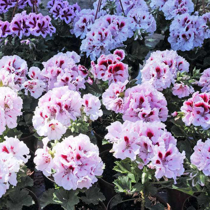 100 Pcs Pack Univalve Geranium Seeds Perennial Flower Pelargonium Seeds