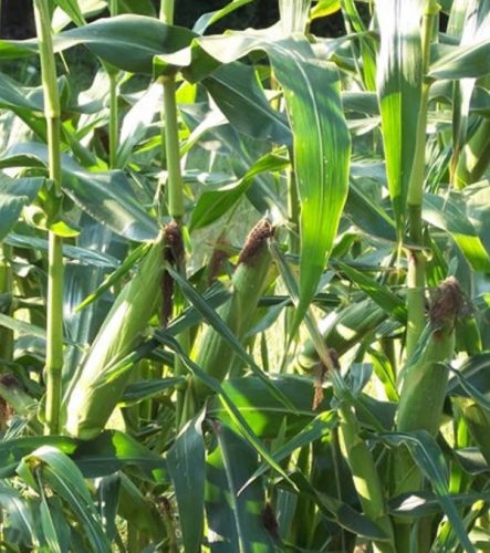Bicolor Mirai® 301BC Corn Seeds photo review