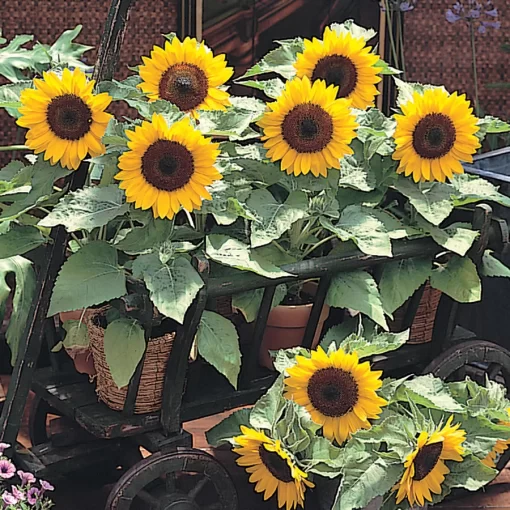 Sunny Smile Sunflower Seeds - Image 2