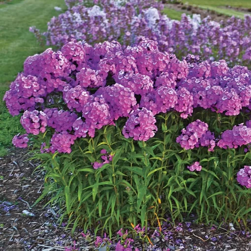 Phlox 'Fashionably Early Flamingo' Seeds