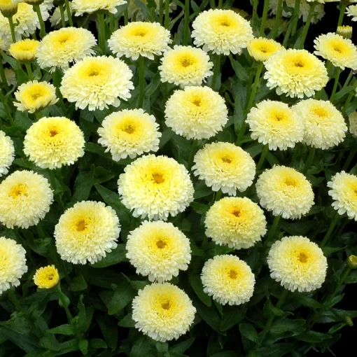 Luna' Shasta Daisy Seeds