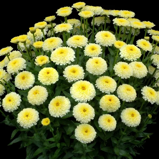 Luna' Shasta Daisy Seeds - Image 2