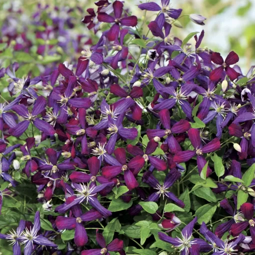 Sweet Summer Love Clematis Seeds