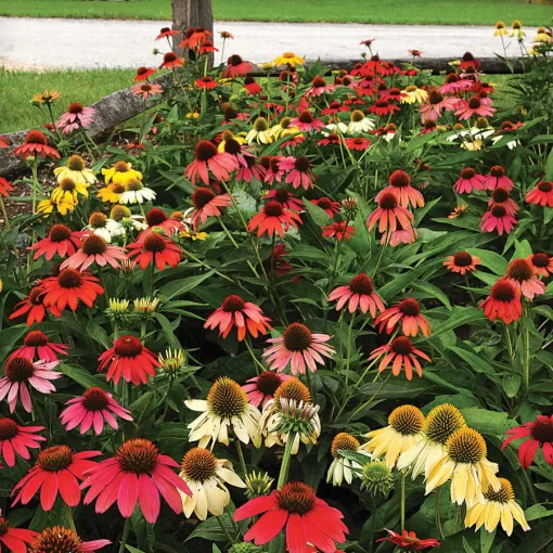 Cheyenne Spirit Coneflower Seeds