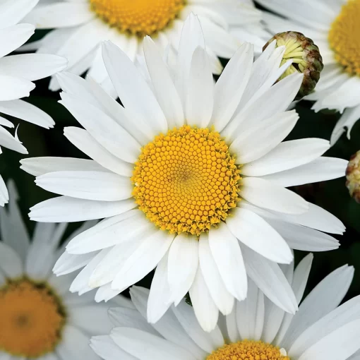 Madonna Shasta Daisy Seeds