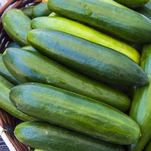 Sir Crunch a Lot Hybrid Cucumber Seeds