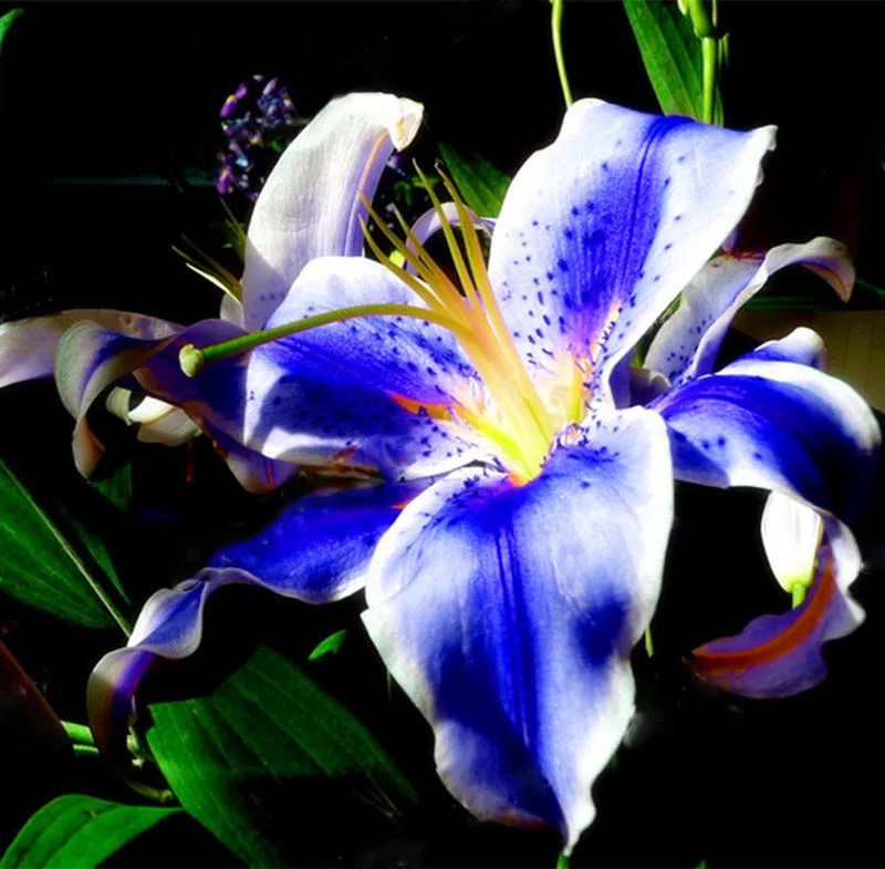 CYS 100Pcs/Pack Blue Lily Flower Seeds Pleasant Fragrance Garden