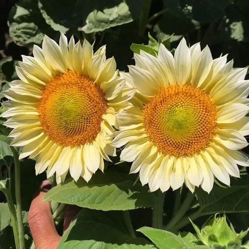 White Lite Sunflower Seeds