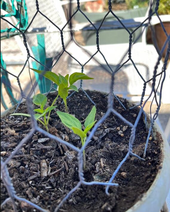 San Joaquin Jalapeno Pepper Seeds photo review