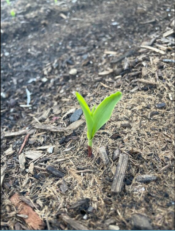 Yellow Mirai® 160Y Corn Seeds photo review