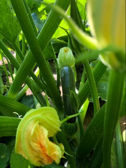 Spineless Beauty Hybrid Squash Seeds photo review