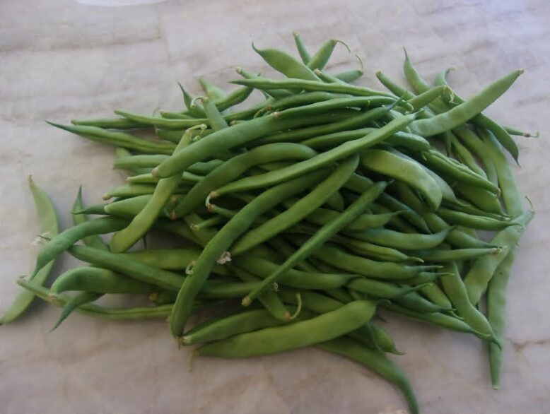 Kentucky Blue Pole Bean Seeds photo review