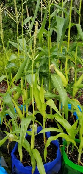 Bicolor Mirai 301BC Corn Seeds photo review