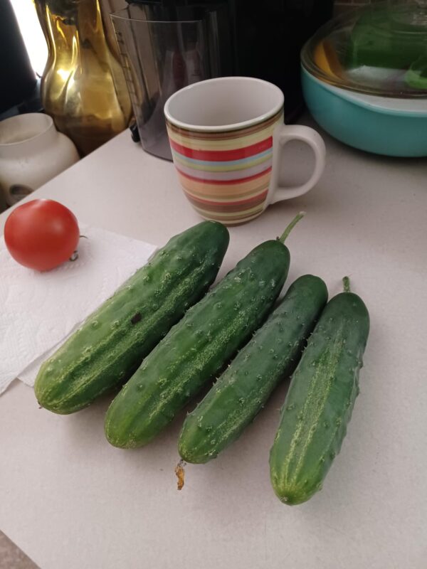 Saladmore Bush Hybrid Cucumber Seeds photo review