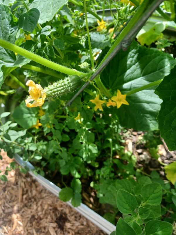 Saladmore Bush Hybrid Cucumber Seeds photo review