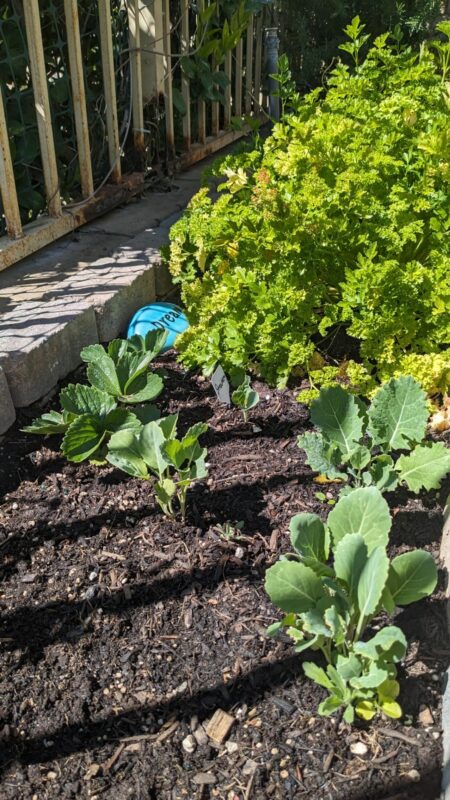 Tiger Hybrid Collards Seeds photo review