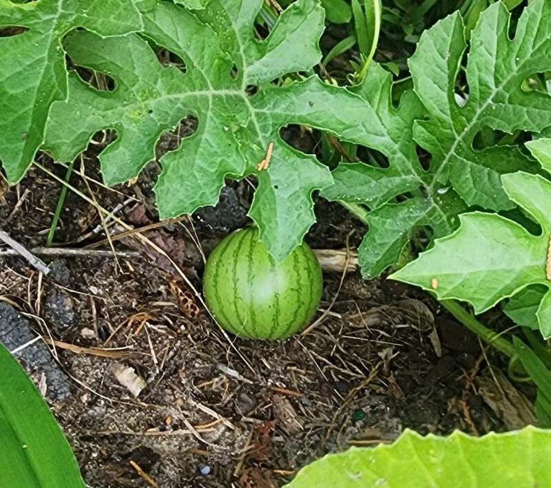 Mambo Hybrid Watermelon Seeds photo review