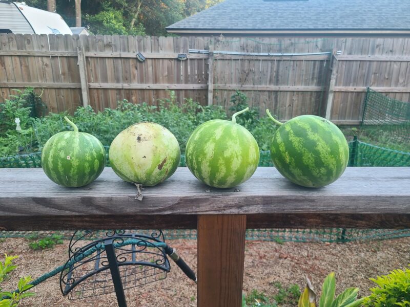 Cal Sweet Bush Watermelon Seeds photo review