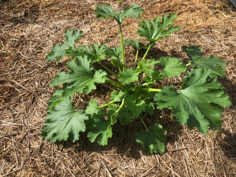 Cocozelle Organic Squash Seeds photo review