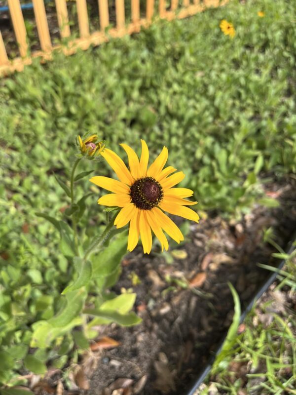 Goldblitz Rudbeckia Seeds photo review