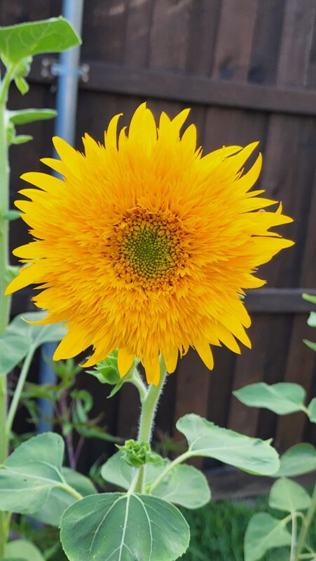 15pcs teddy bear sunflower seeds home garden semi dwarf helianthus garden beautiful flower seeds photo review