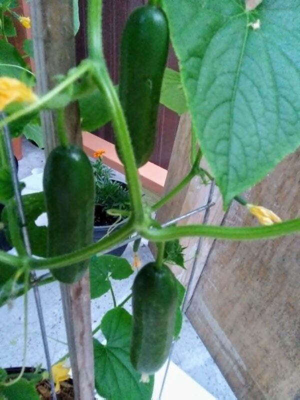 Baby Cucumber Seeds photo review