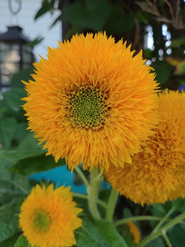 Giant Teddy Bear Sunflower Seeds photo review