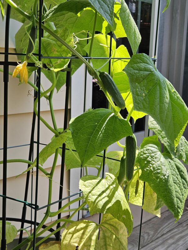 Saladmore Bush Hybrid Cucumber Seeds photo review