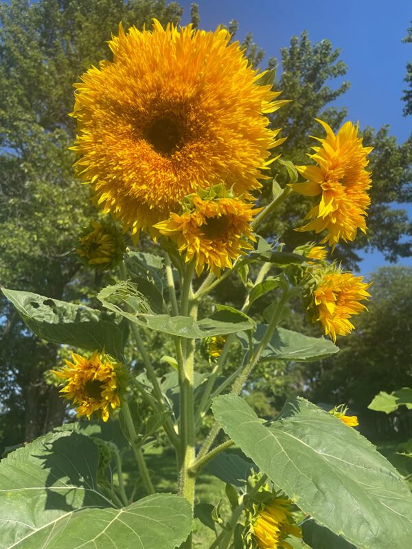 15pcs teddy bear sunflower seeds home garden semi dwarf helianthus garden beautiful flower seeds photo review