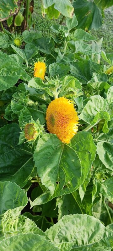 15pcs teddy bear sunflower seeds home garden semi dwarf helianthus garden beautiful flower seeds photo review