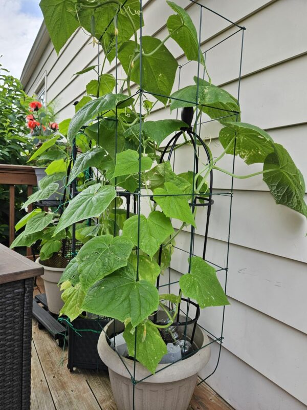 Baby Cucumber Seeds photo review