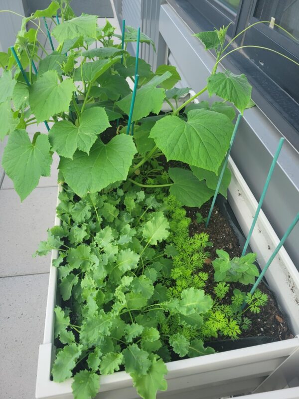 Tasty Green Hybrid Cucumber Seeds photo review