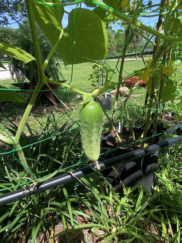 Homemade Pickles Cucumber Seeds photo review