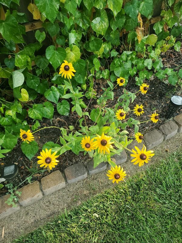 Goldblitz Rudbeckia Seeds photo review