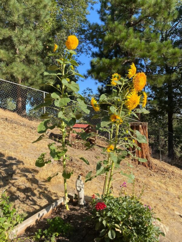 15pcs teddy bear sunflower seeds home garden semi dwarf helianthus garden beautiful flower seeds photo review