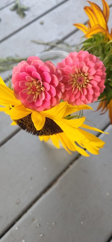 Magellan Pink Zinnia Seeds photo review