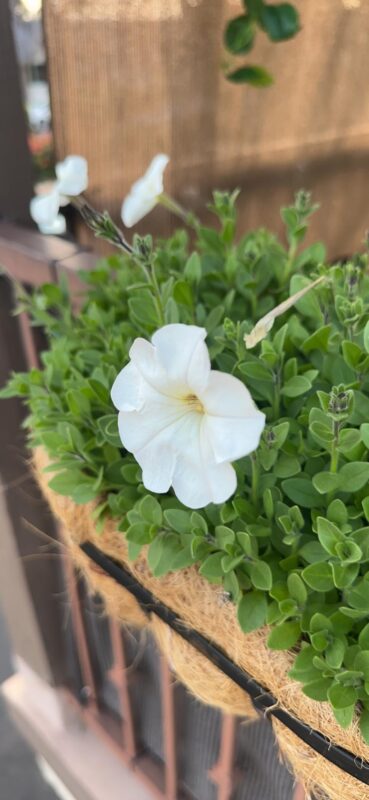 Shock Wave® Coconut Petunia Seeds photo review