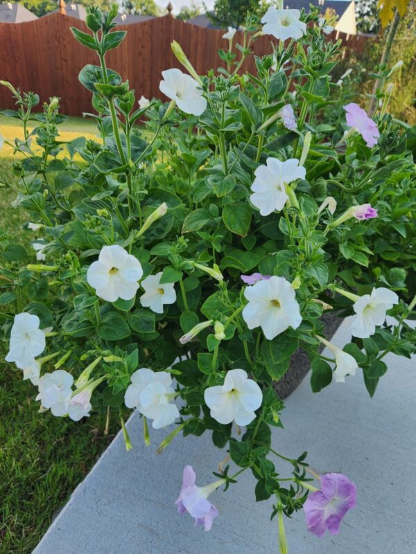 Shock Wave® Coconut Petunia Seeds photo review