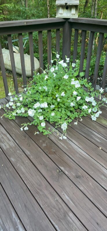 Shock Wave® Coconut Petunia Seeds photo review