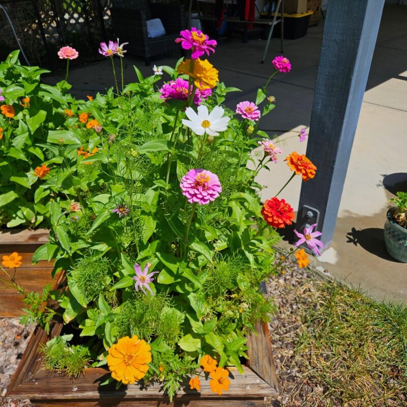 Park's Picks Zinnia Seeds Collection photo review