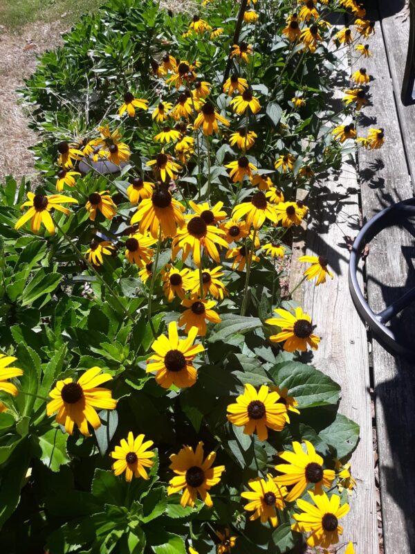 Rudbeckia 'Little Goldstar' Seed photo review