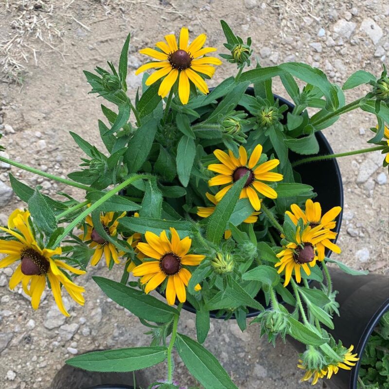 Goldsturm Strain Rudbeckia Seeds photo review