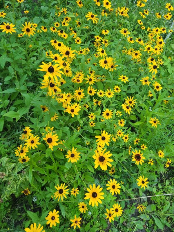 Rudbeckia 'Little Goldstar' Seed photo review