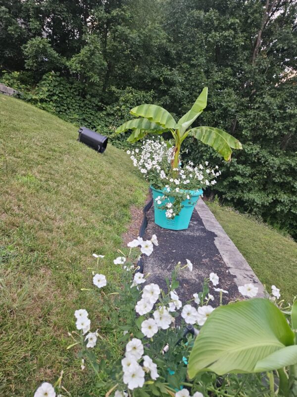 Shock Wave® Coconut Petunia Seeds photo review