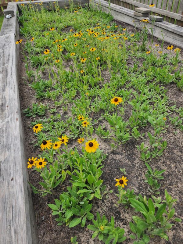 Goldsturm Strain Rudbeckia Seeds photo review