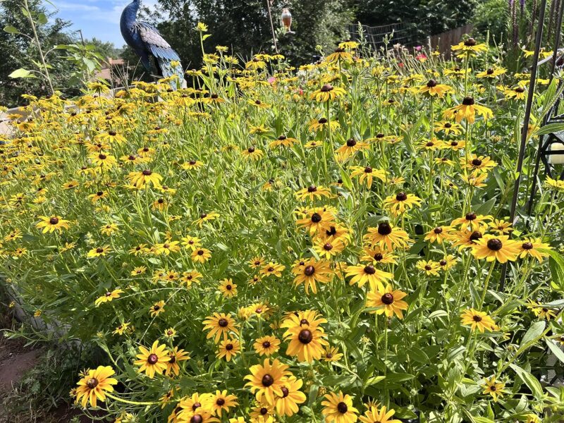 Rudbeckia 'Little Goldstar' Seed photo review