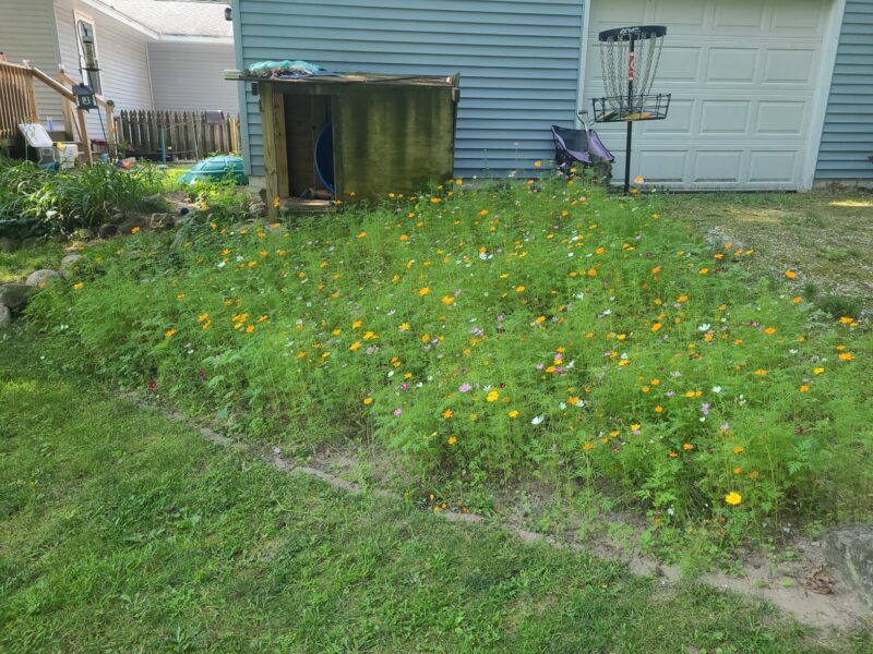 Cosmic Orange Cosmos Flower Seeds photo review