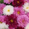 Double Click Mix Cosmos Flower Seeds 