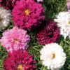 Double Click Mix Cosmos Flower Seeds 