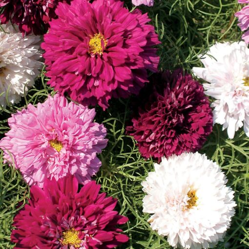 Double Click Mix Cosmos Flower Seeds